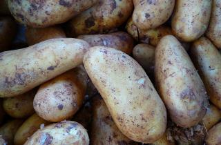 Фосфорно-калийные удобрения обеспечивают хороший урожай картофеля — агроном