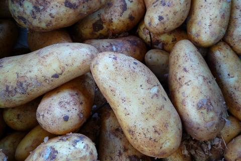 Фосфорно-калийные удобрения обеспечивают хороший урожай картофеля — агроном