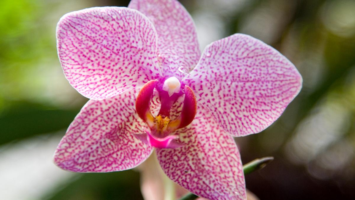 Фаленопсис (Phalaenopsis sp.) в саду