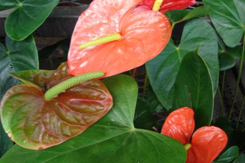 Аскорбиновая кислота активирует рост и укрепляет иммунитет антуриума — эксперт по растениям