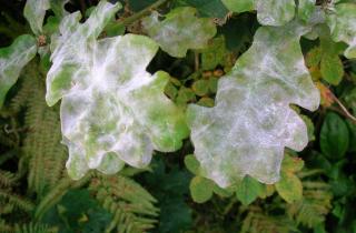 Профилактика мучнистой росы с помощью соды эффективна при первых признаках болезни — Сергей Поляков