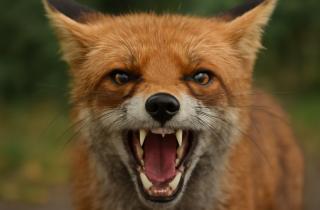 В Пензенском районе введен карантин в связи с очагом бешенства в селе Варыпаево