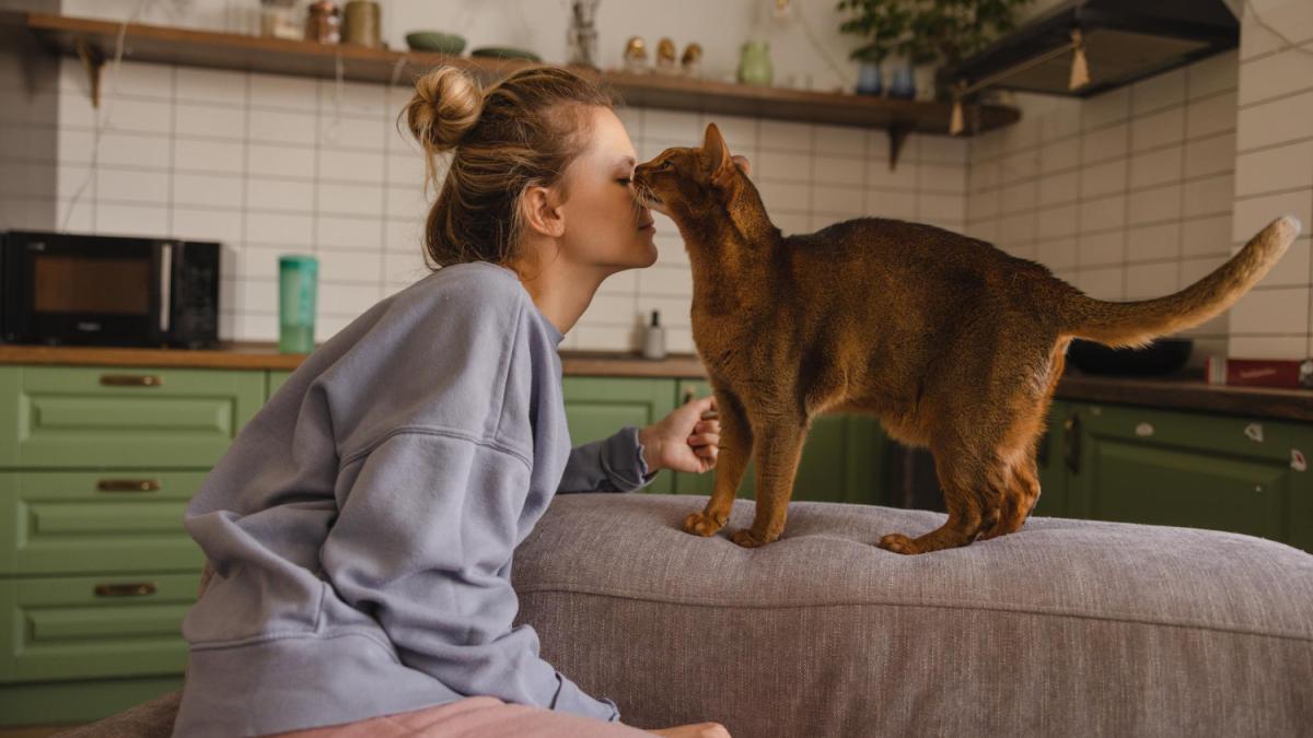 Кошка с хозяйкой