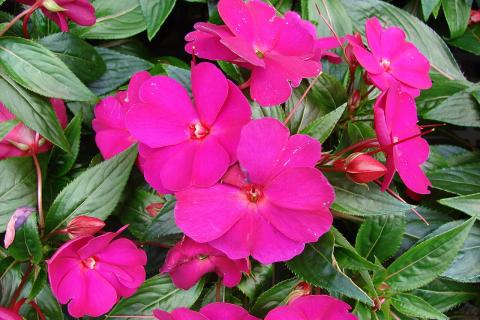 Рассеянный свет усиливает цветение бальзамина — рекомендации цветоводов