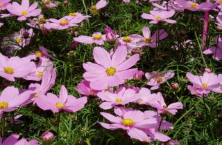 Слой мульчи толщиной 5–10 см помогает космосу пережить зиму без потерь