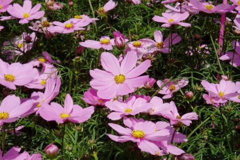 Слой мульчи толщиной 5–10 см помогает космосу пережить зиму без потерь