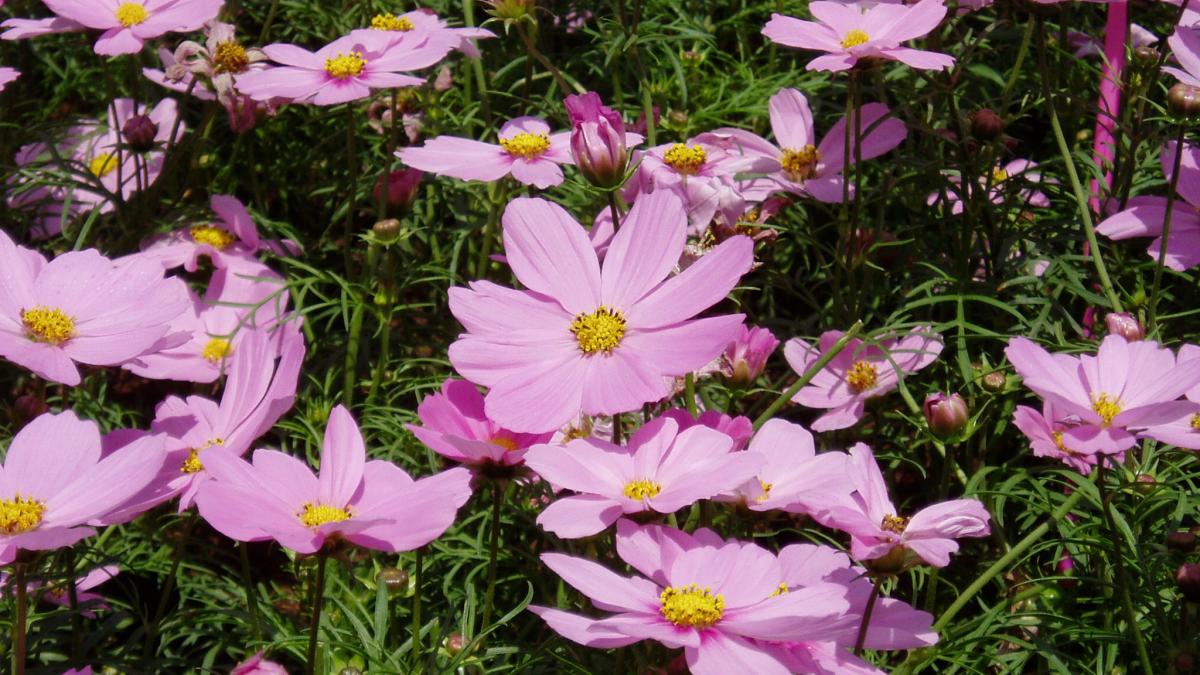 Цветок Космос Цветок Космос