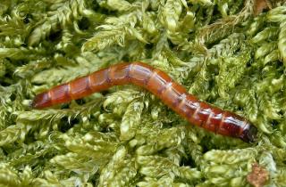 Хлористый калий признан эффективным средством против проволочника на картофеле