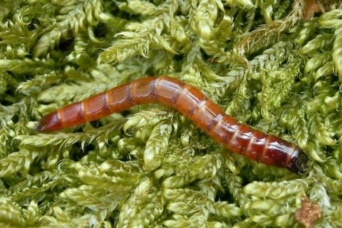 Хлористый калий признан эффективным средством против проволочника на картофеле Хлористый калий признан эффективным средством против проволочника на картофеле