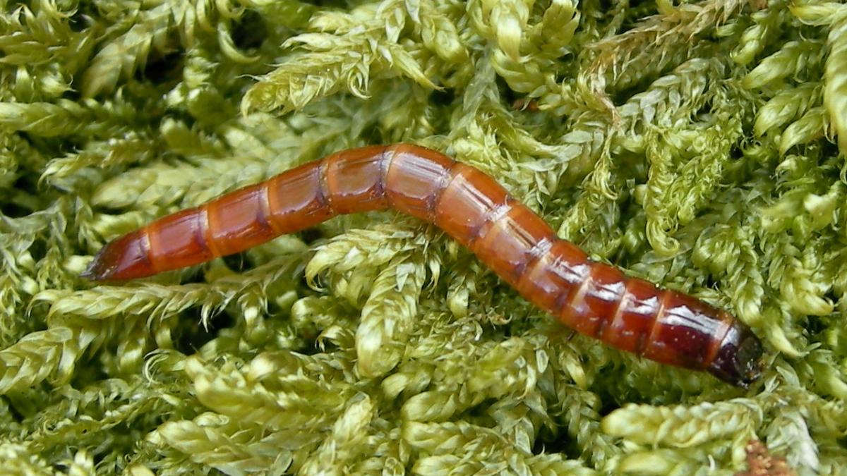 Проволочник