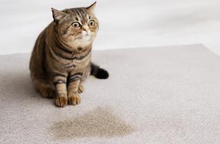 Неправильное воспитание кота ухудшают здоровье питомца