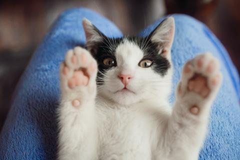 Как одна игрушка на стальной проволоке превращает домашнюю кошку в активного охотника