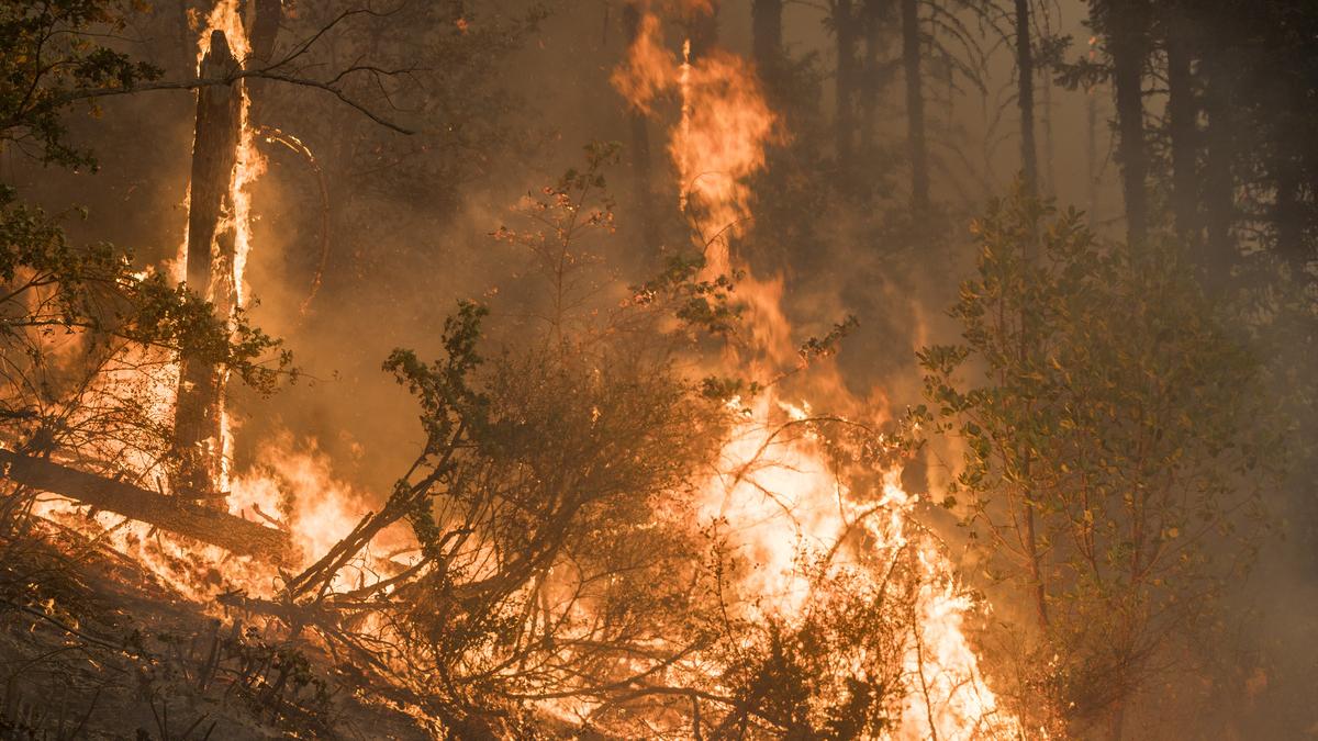 Лесной пожар