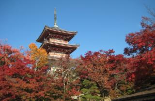 Бали, Киото и Пхукет столкнулись с последствиями массового туризма по примеру европейских городов