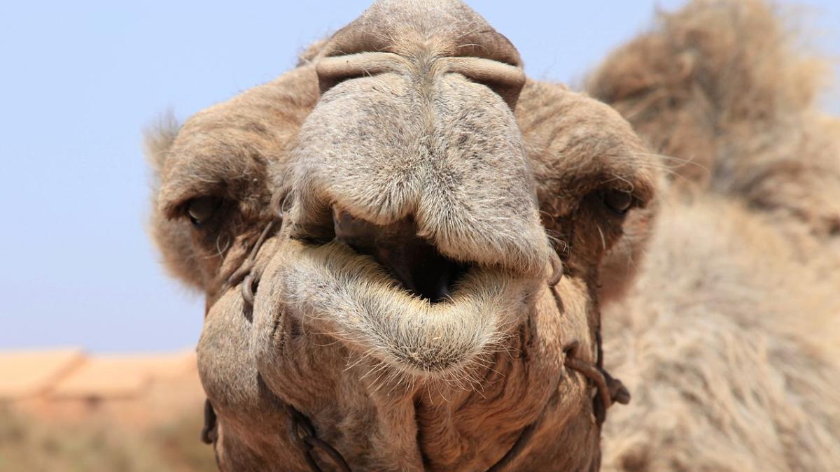Верблюд смотрит в камеру Верблюд смотрит в камеру