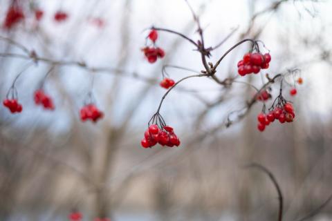 Рябина, ель сибирская и лиственница признаны самыми зимостойкими для климата Магадана