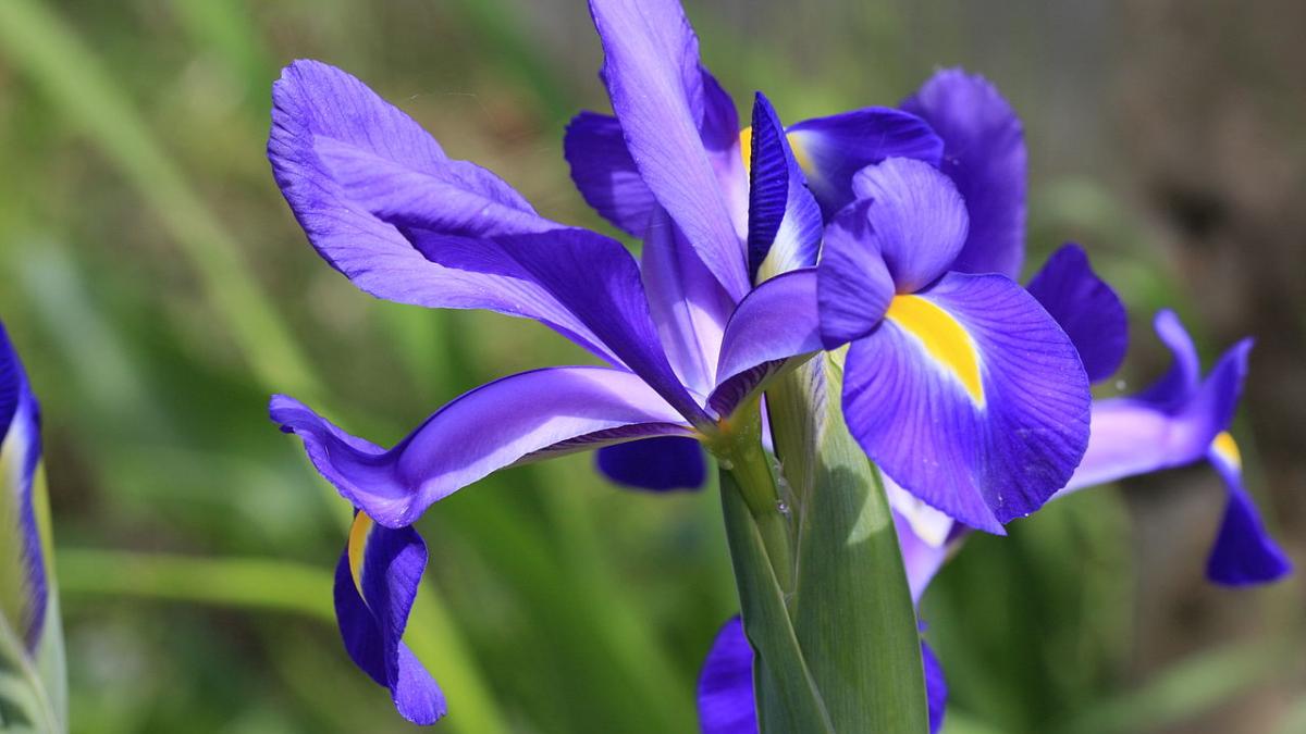 Ирисы