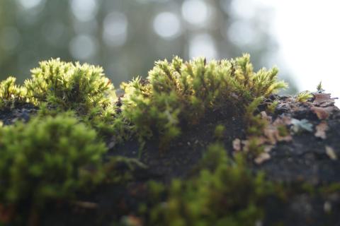 Мох и лишайник на деревьях осенью нужно удалять медным купоросом и побелкой