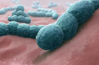 Бактериальная ферментация дала яркие красители для ткани — профессор Сан Ёп Ли