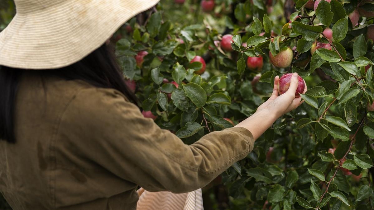яблоня сад дача урожай