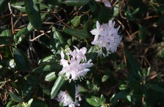 Увлажнитель воздуха увеличивает продолжительность цветения зимой — данные флористов