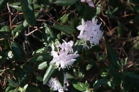 Увлажнитель воздуха увеличивает продолжительность цветения зимой — данные флористов Увлажнитель воздуха увеличивает продолжительность цветения зимой — данные флористов