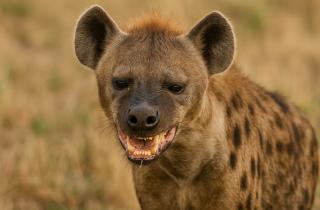 Палеонтологи обнаружили останки гиены Dinocrocuta gigantea на Кавказе возрастом восемь миллионов лет