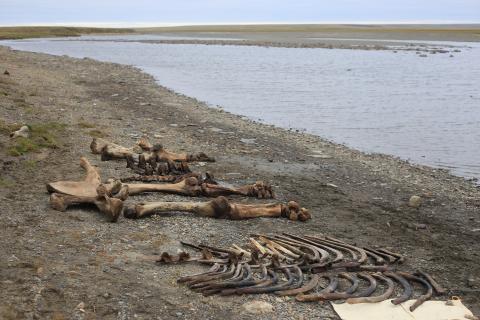 Поселение Межирич: археологи нашли доказательства использования костей мамонтов для строительства жилищ