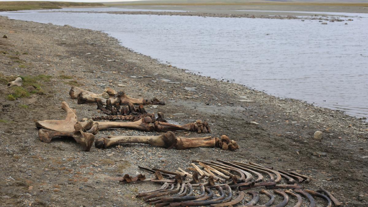 Шерстистый мамонт