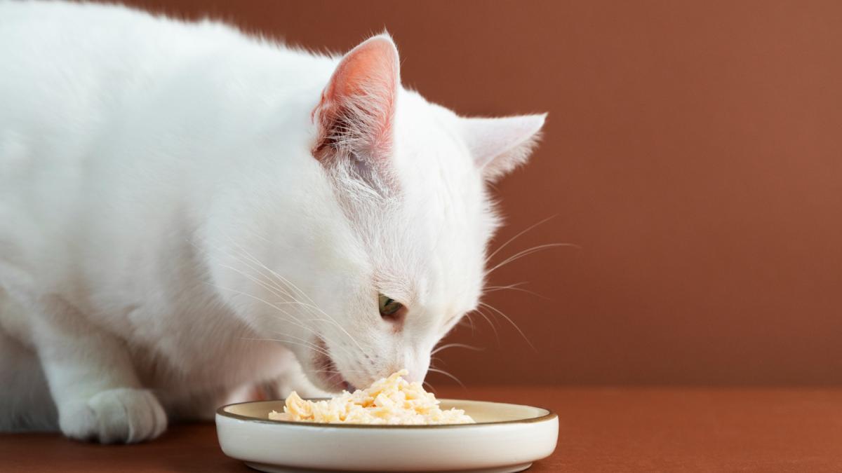 Кошка ест корм