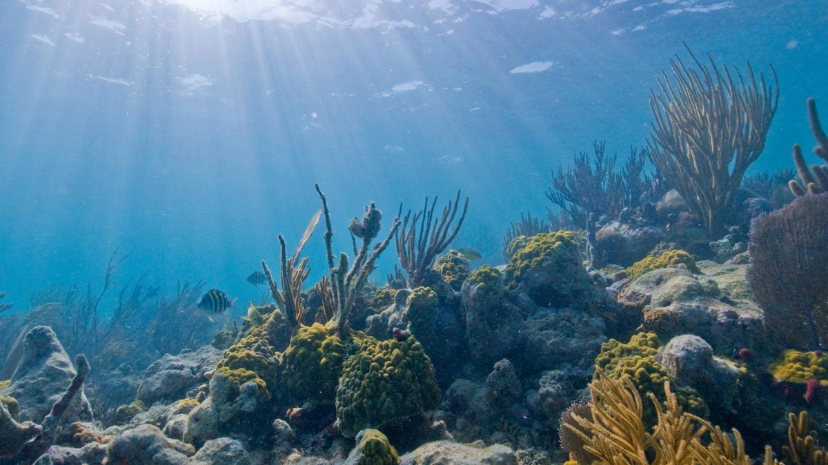 Морское дно Морское дно