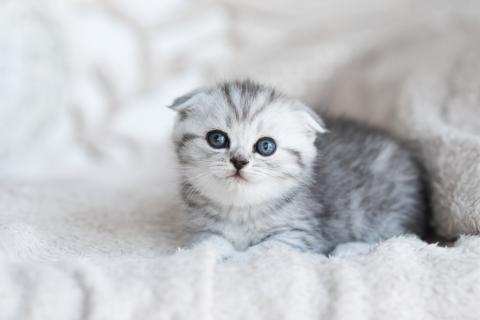 Котята начинают мурлыкать уже в возрасте 2-3 дней