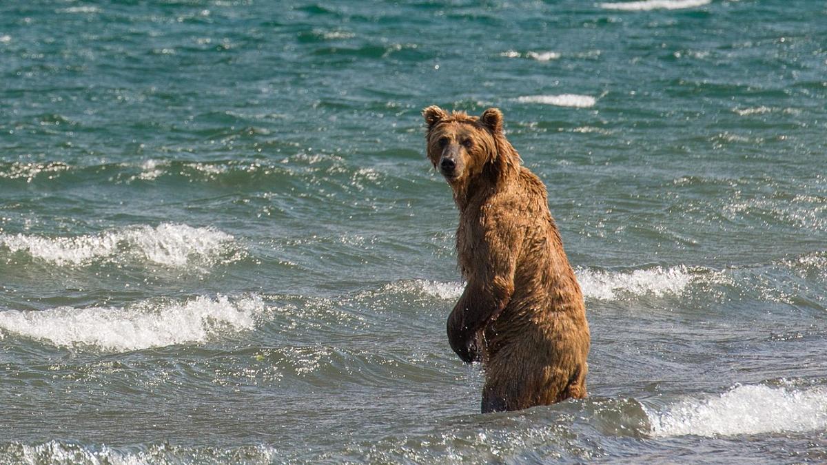 Камчатский медведь