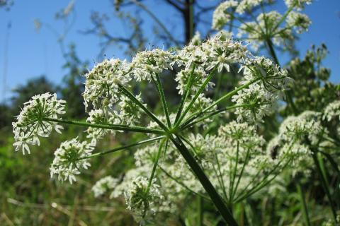 Депутат Колунов: власти утвердили правила уничтожения борщевика