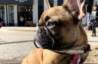 Разработан тест для оценки здоровья брахицефальных собак — группа экспертов Великобритании