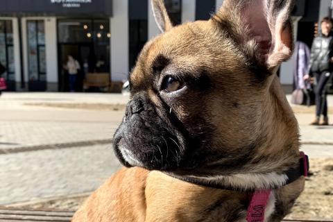 Разработан тест для оценки здоровья брахицефальных собак — группа экспертов Великобритании