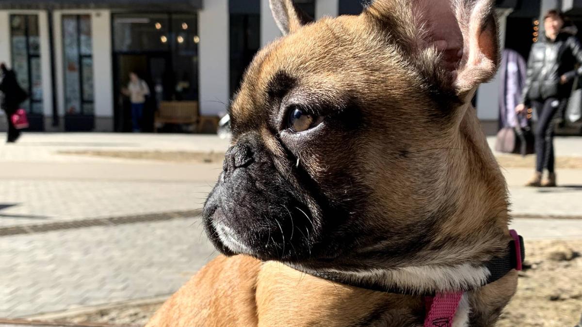 Французский бульдог