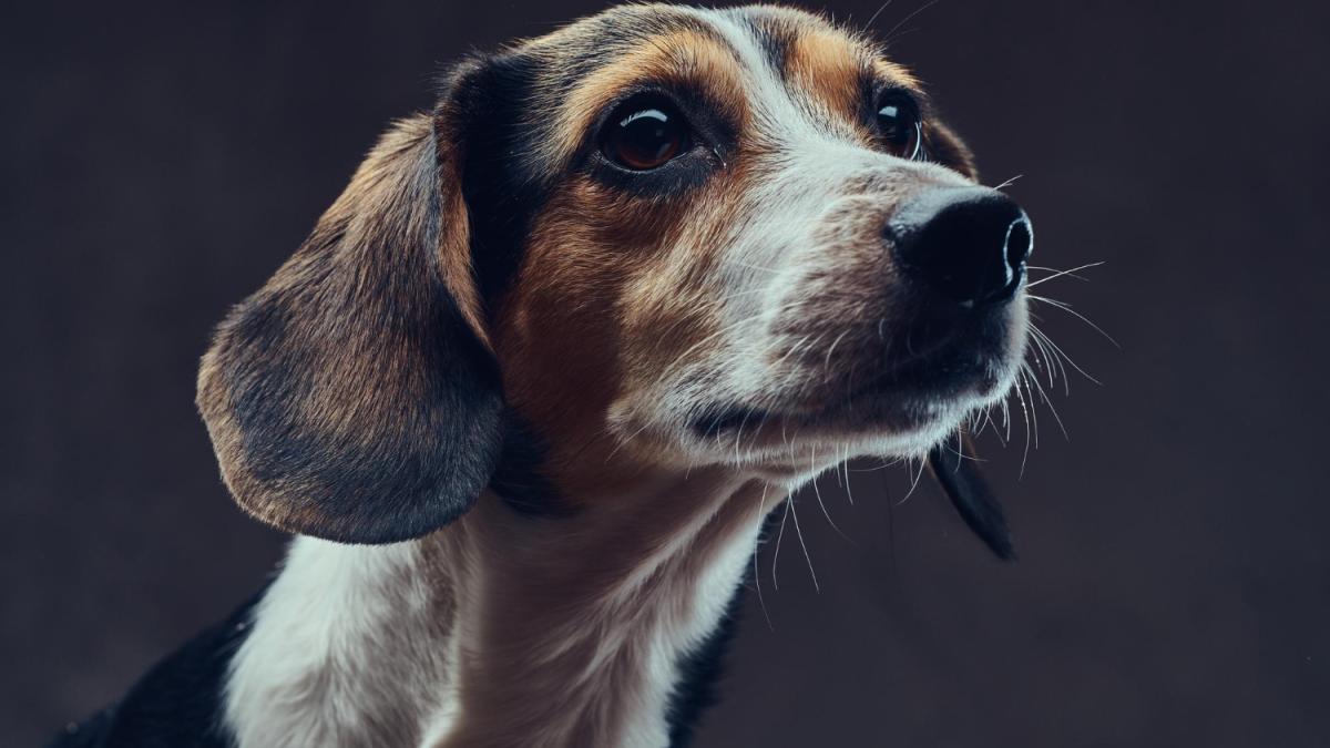 Странное поведение собаки