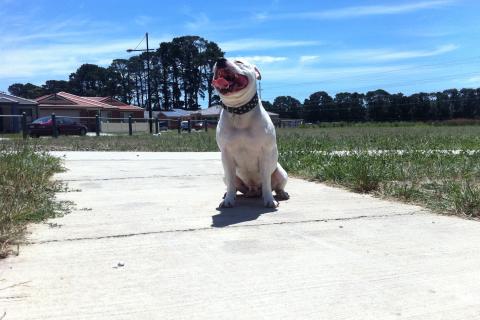 Стаффордширский бультерьер превратился из бойцовой собаки в семейного любимца Стаффордширский бультерьер превратился из бойцовой собаки в семейного любимца