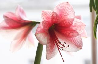 Амариллис не цветёт из-за нехватки энергии в луковице — ботаник Поллак