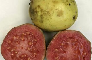 Майкл Уолш: исчезновение ямайской гуавы стало результатом агротехники и вырубки лесов