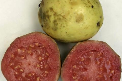 Майкл Уолш: исчезновение ямайской гуавы стало результатом агротехники и вырубки лесов