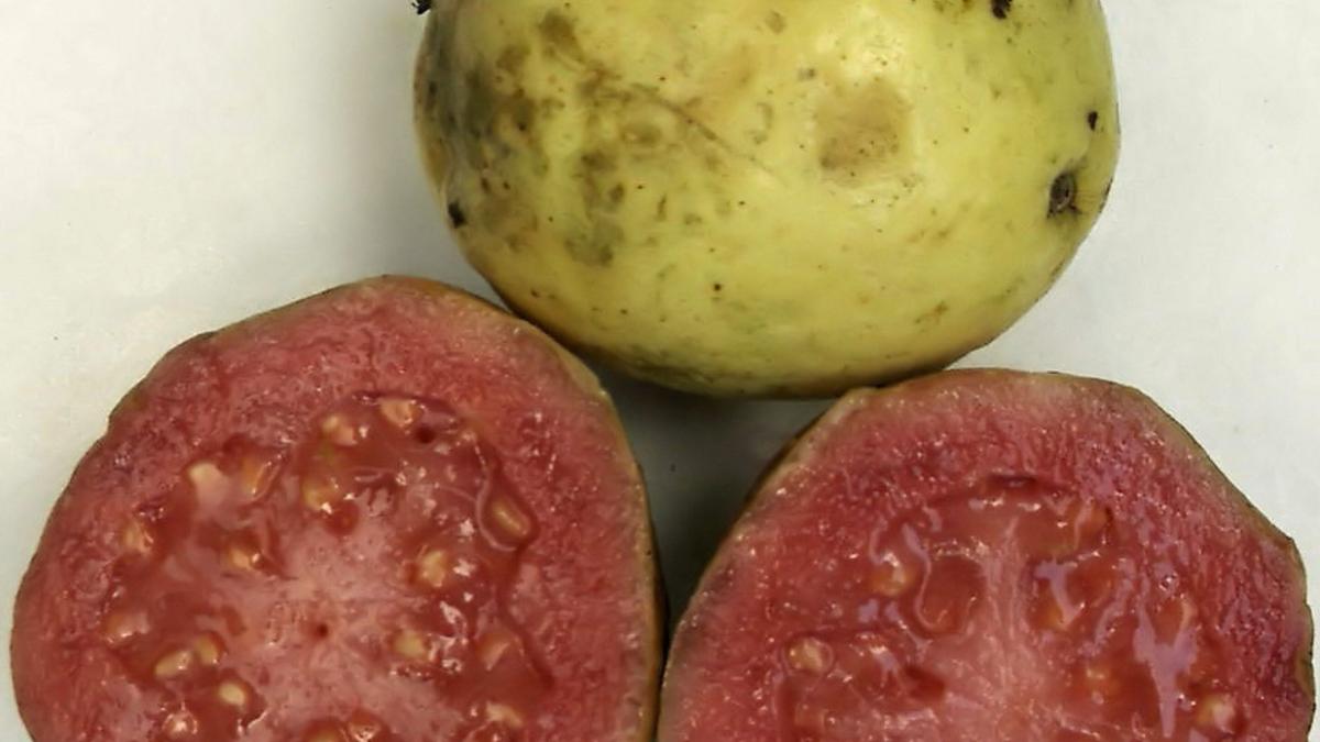 Плоды гуавы в разрезе Плоды гуавы в разрезе