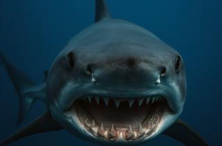 JAS: древние жители Микронезии ловили полосатых тунцов и шёлковых акул в глубоководных экосистемах