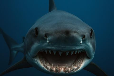 JAS: древние жители Микронезии ловили полосатых тунцов и шёлковых акул в глубоководных экосистемах