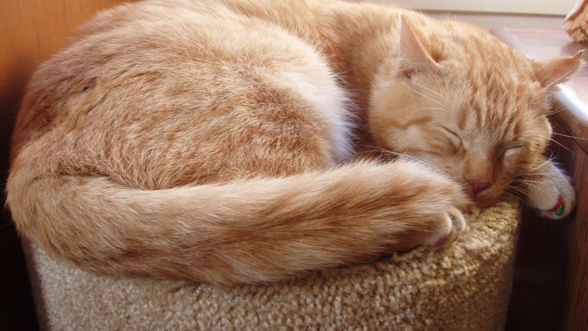 Рыжий кот Рыжий кот