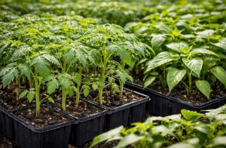 Тайна удачного урожая: неправильно выбранные семена могут разрушить садоводческие мечты