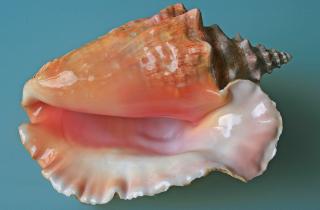 Ёсикава: актиния Paracalliactis tsukisome создаёт жилища для раков-отшельников на глубине 200-500 м