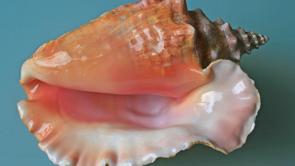 Морская раковина