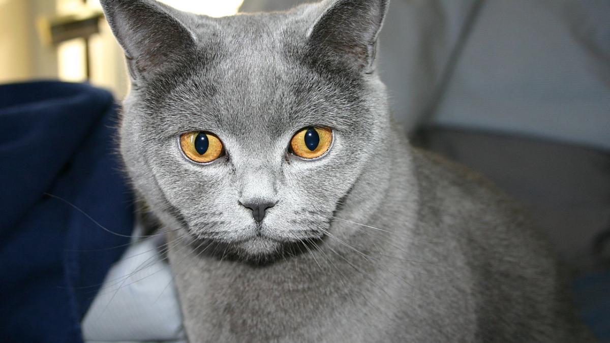 Кошка голубая русская